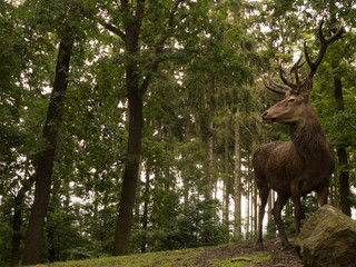 deer on grass in the forest