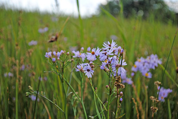 Strand-Aster 