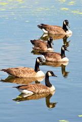Canadian Geese Swimming in a Pond on a Summer Day