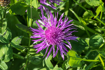 Violette Flockenblume