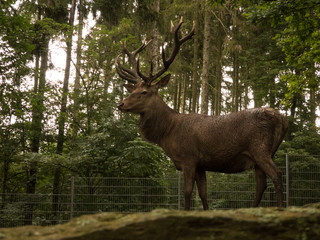 Naklejka na ściany i meble deer on grass in the forest
