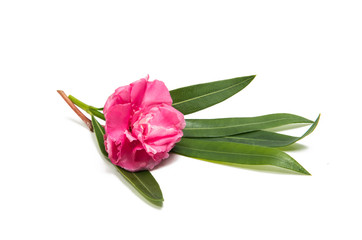 Obraz premium Pink oleander flower isolated
