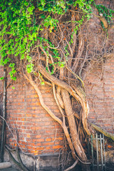 Beautiful window in a wall overgrown by thick green ivy