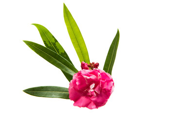 Pink oleander flower isolated