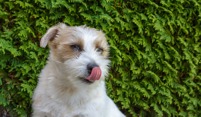 Kleiner Hund - Jack Russell mit Zunge