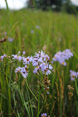 Strand-Aster 