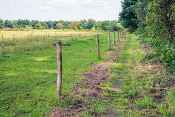 Fototapeta na wymiar Foot path between trees and a fence with barbed wire