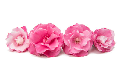 Pink oleander flower isolated