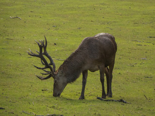 deer on grass in the forest