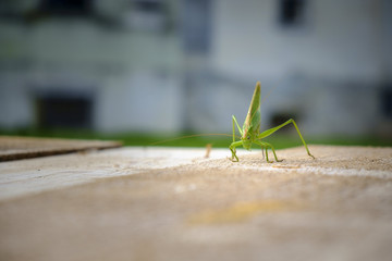 Green grasshopper on the wooden table.