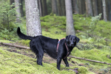 Dog playing in the forest