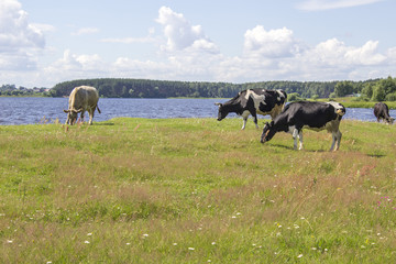 Black and white and ginger cows on a grass field near the river bank in sunny day in Russia