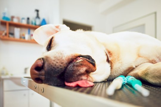 Old dog in veterinary clinic.