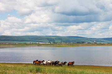 Obraz na płótnie Canvas Табун разноцветных лошадей бежит вдоль реки. На фото красивый пейзаж: большие кучевые белые облака, горы, лес, луг с цветами, река. Фото сделано на Братском море вблизи озера Байкал.