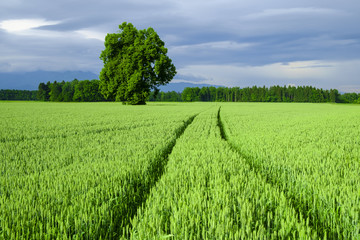 Tractor track marks left in agricultural wheat field