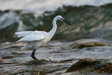 Little Egret, Heron, Egretta Garzetta