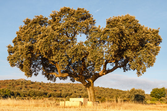 Encina. Quercus ilex.