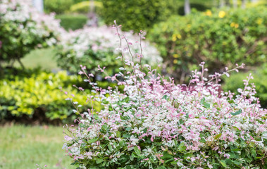Abstract blurred background, ornamental plants.