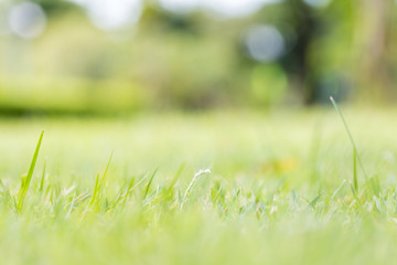 Abstract background of nature green blurred.