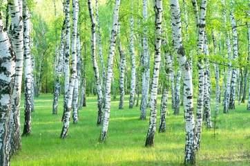 Foto op Plexiglas Berkenbos berkenbos in de zomer. Landschap