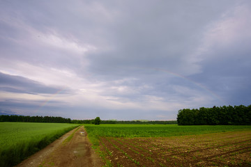 Fototapeta na wymiar Rural agricultural landscape with rainbow over the forest
