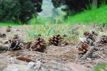 Pinecones