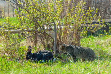 A domestic curiouse cat hunting a big black rabbit at a garden