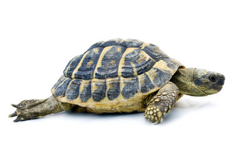 Tartaruga su sfondo bianco