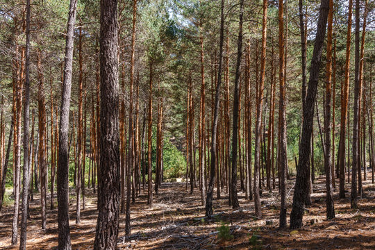 Bosque de Pino silvestre, albar. Pinus sylvestris. Sierra de la Culebra, Zamora, España.