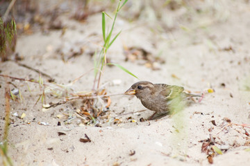 sparrow