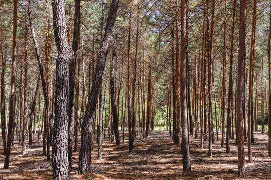 Bosque de Pino silvestre, albar. Pinus sylvestris. Sierra de la Culebra, Zamora, España.