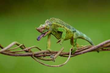 Trioceros jacksonii - 