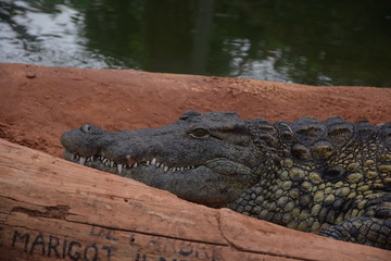 Ferme aux crocodiles