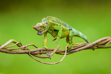 Trioceros jacksonii - 