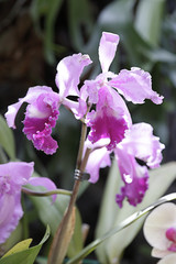 Several pink orchids in a greenhouse