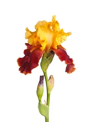 Fotobehang Iris Stam met gele en bordeauxrode irisbloem op wit wordt geïsoleerd