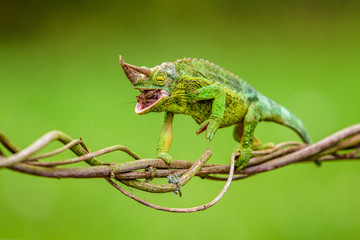Trioceros jacksonii - 