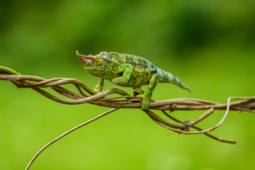 Trioceros jacksonii - 