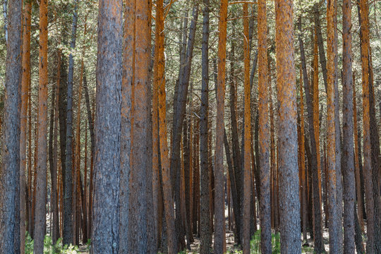 Pinus sylvestris. Pinar. Pino silvestre, albar. Sierra de la Culebra, Zamora, España.