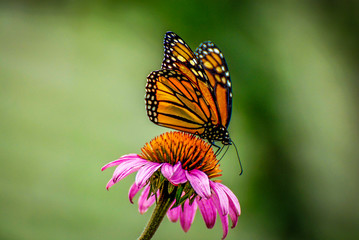 Monarch butterfly on pink flower with green background