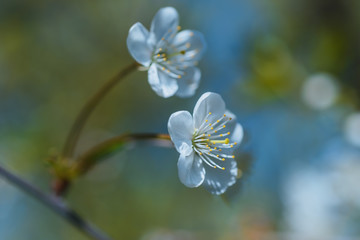 Flowering branch cherry