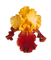 Crédence de cuisine en verre imprimé Iris Yellow and burgundy iris flower isolated on white