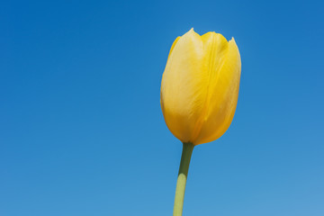 Springtime tulips