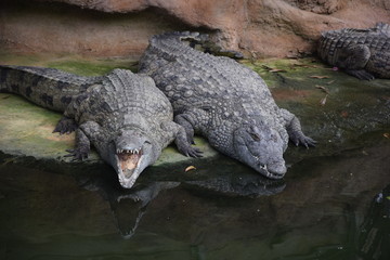 Ferme aux crocodiles