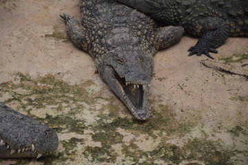 Obraz premium Ferme aux crocodiles