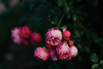cluster of pink roses in a garden