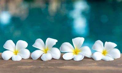 Foto auf Acrylglas Frangipani Tropische weiße Blume des Frangipani nahe dem Swimmingpool, Blumenbadekurort. Platz kopieren.