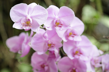 Obraz na płótnie Canvas Several pink orchids in a greenhouse