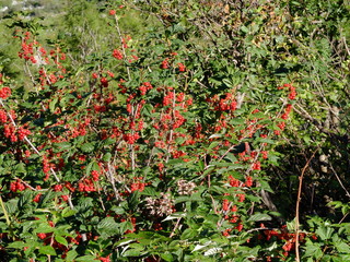du refuge de Rosuel au lac de la Plagne
