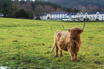 A wet and furry Highland Coo on a green field near puddles in the Scottish Highlands in front of urban buildings after a rain storm.